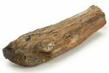 Triassic-Age Petrified Wood Log - Madagascar #378891-1